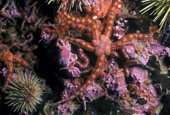 On voit sur cette image la couleur rose des algues rouges encroutantes, puis, au milieu, une ophiure, sorte d'étoile de mer. Il y a aussi quelques oursins verts.