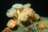 La partie blanche des anémones plumeuses sont des centaines de petits tentacules dont elles se servent pour capturer le plancton.