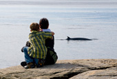 Espionnez les baleines! On aperçoit ici le dos d'un petit rorqual de 8 mètres de long!