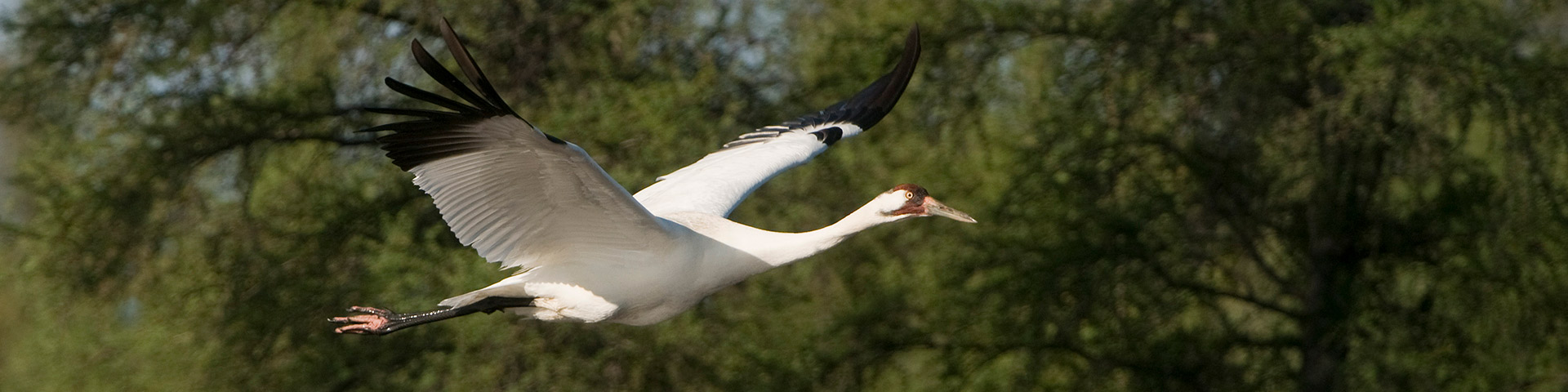 Park Photo